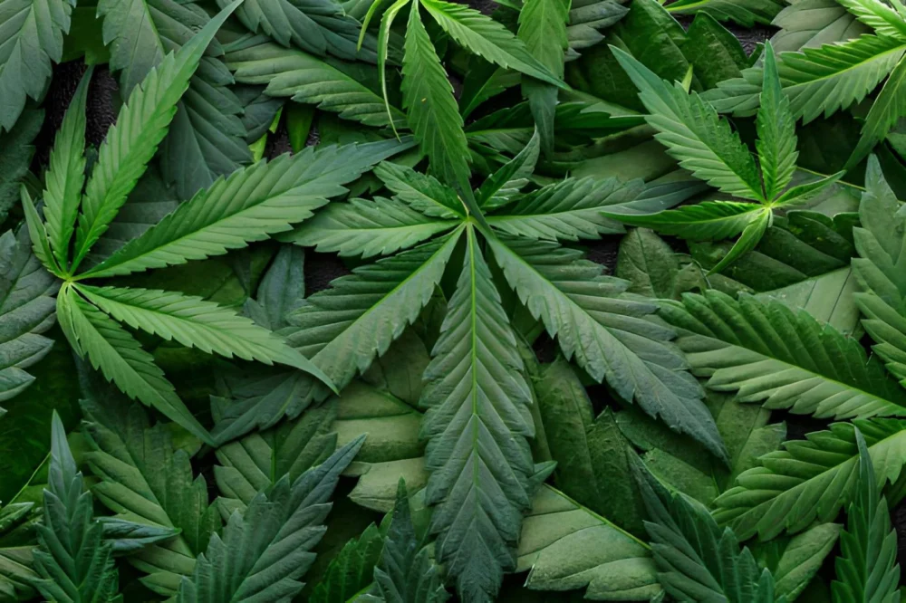 Michigan Lawmakers Grapple with Repeal of Controversial 24% Wholesale Marijuana Tax Amidst Industry Concerns and Budgetary Realities