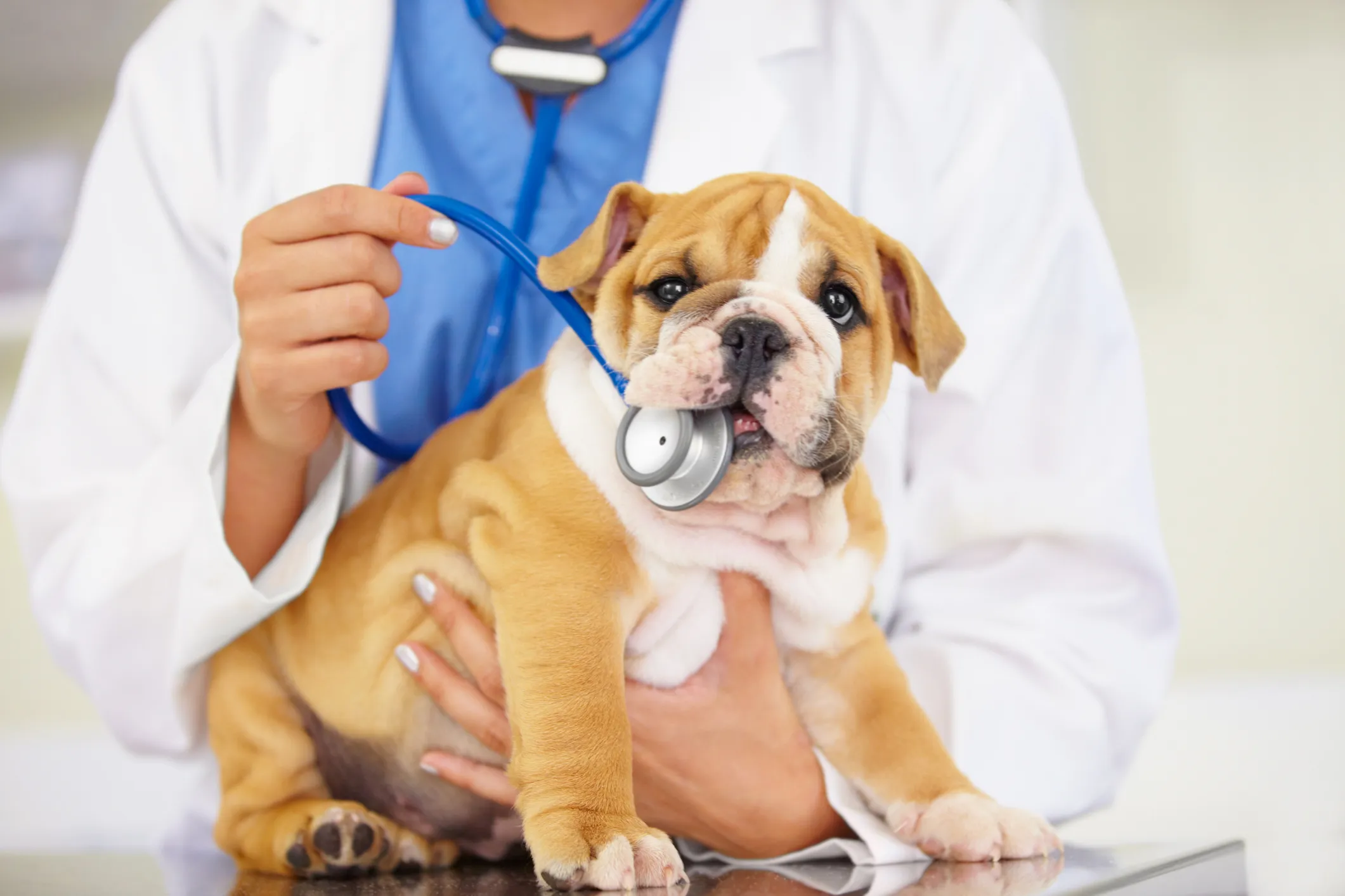 Soaring Veterinary Costs Present Financial Challenges for Pet Owners Amidst Industry Pressures and Advanced Care Demands.