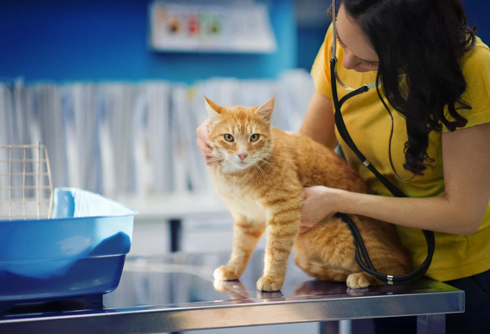 Rising Veterinary Costs Drive Surge in Pet Insurance Adoption, Offering Essential Financial Protection and Peace of Mind for Pet Owners.