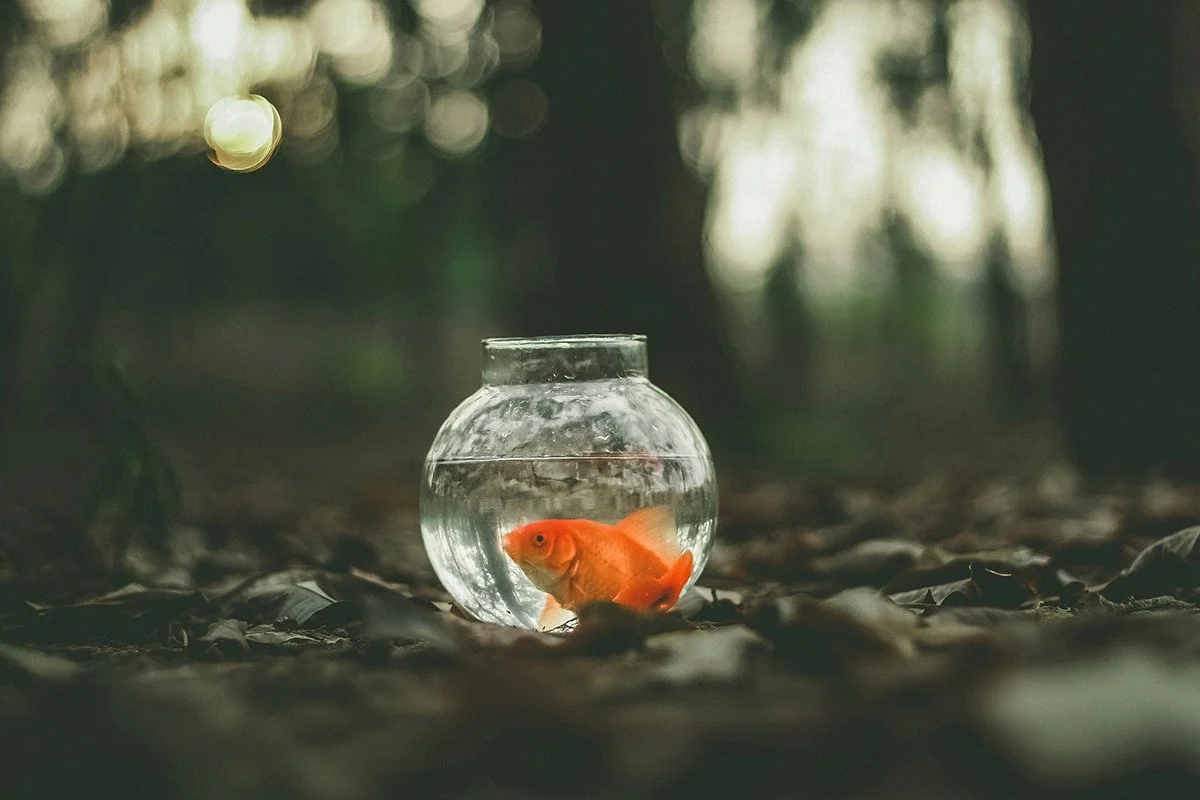 The Myth of Heroic Leadership and the Structural Failure of Nonprofit Resource Deprivation