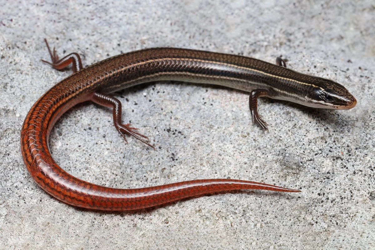 Trump Administration Lists Three Florida Reptiles as Endangered Amid Sweeping Regulatory Rollbacks to the Endangered Species Act